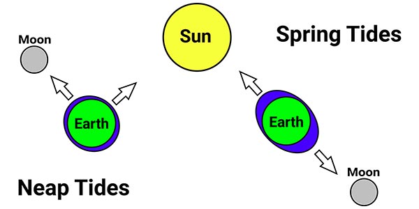 Diagram showing the effect of the sun and moon on spring and neap tides